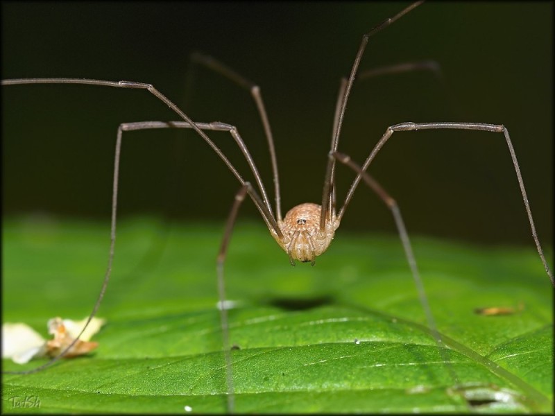 Create meme: the haymaker spider, haymaker ordinary, long - legged spider haymaker