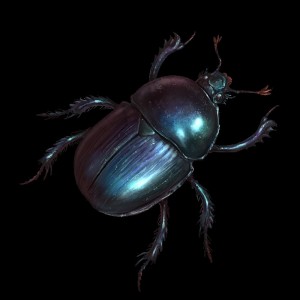 Create meme: the beetle beetle scarab, scarab beetle, beetle