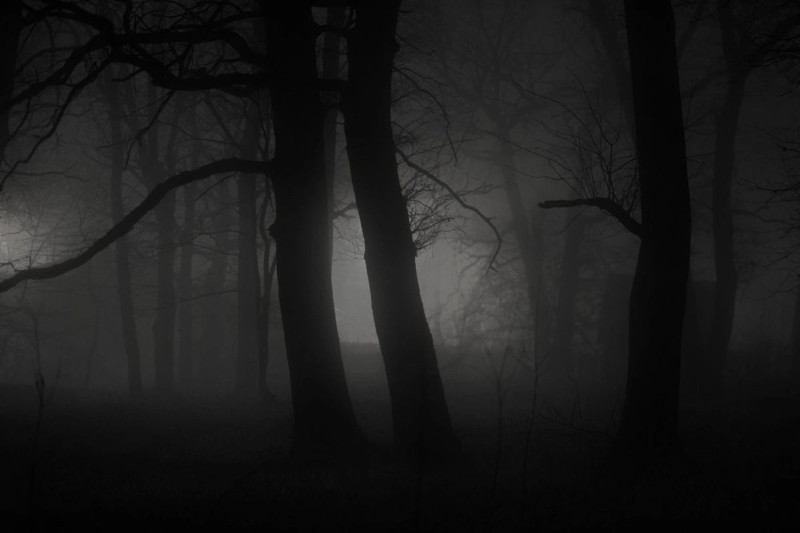 Create meme: forest gloom, night lamp , the forest dark