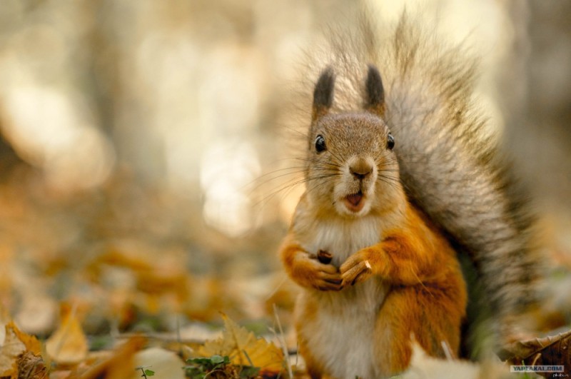 Create meme: squirrel in the Park , autumn squirrel, squirrel in autumn