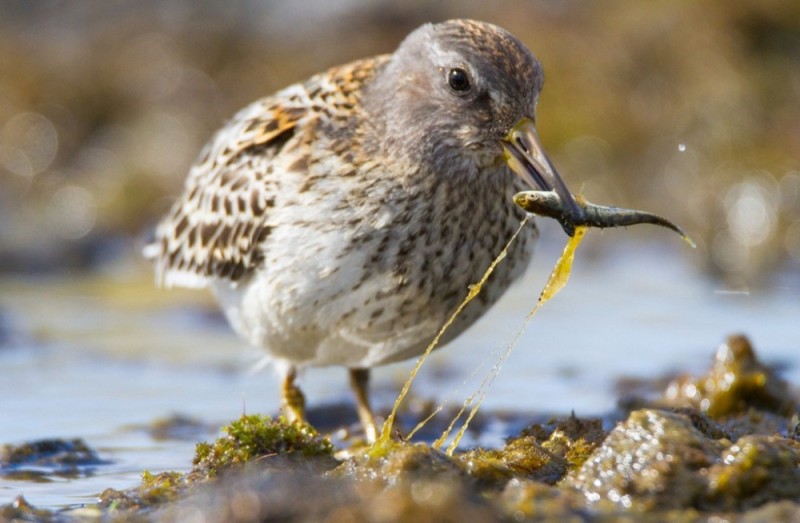 Create meme: the sandpiper bird, sea sandman bird, sandpiper is a swamp bird