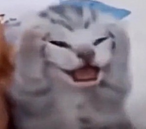 Create meme: kitten meme, screaming cat, cat