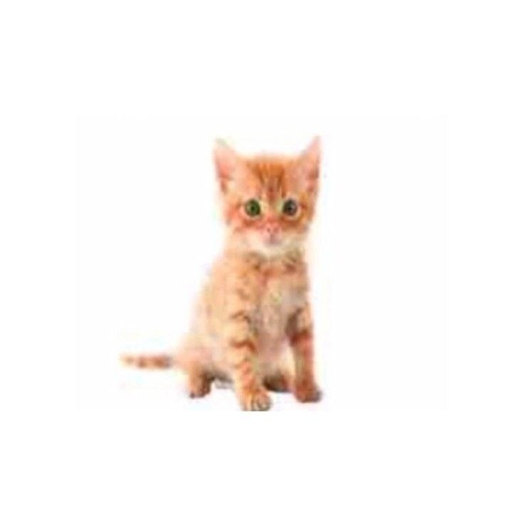 Create meme: ginger kitten , orange kitten, the little orange kitten