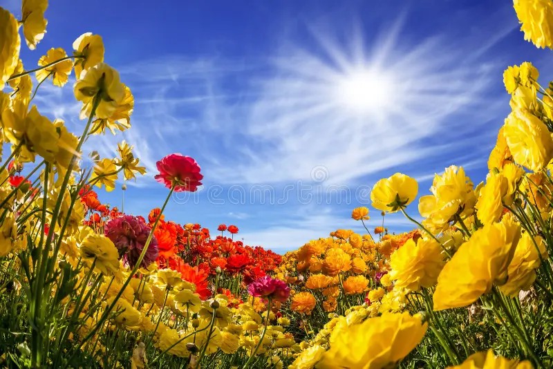 Create meme: flowers the sun, field of flowers, summer sun flowers