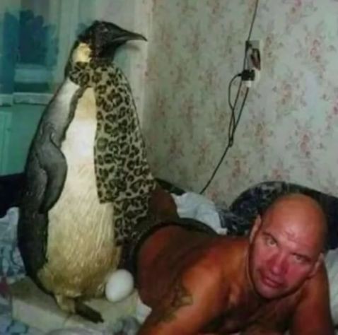 Create meme: funny bald people, the bald penguin, funny animals 