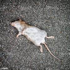 Создать мем: грязная крыса, большая крыса, мышь серая