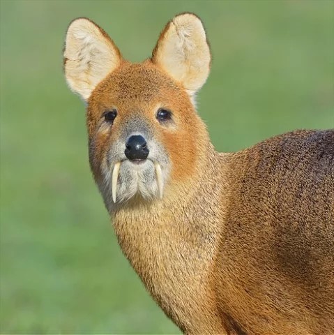 Create meme: Siberian musk deer, saber-toothed deer musk deer, Musk deer is an animal