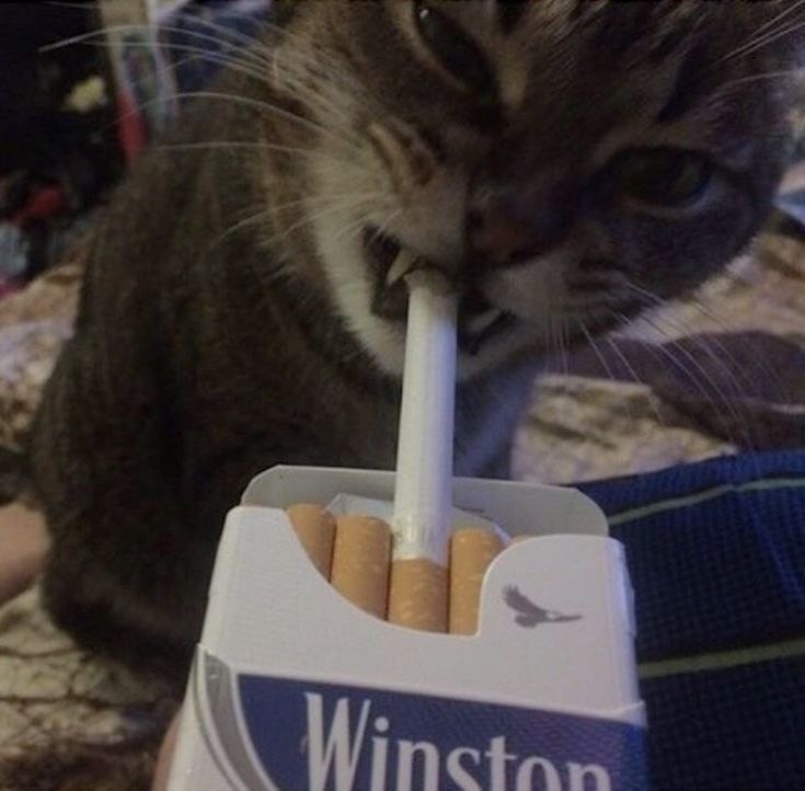 Создать мем: котенок с сигаретой, кот с сигаретой в зубах, кот с сигаретой мем