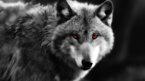 Create meme: grey wolf, lone wolf, animals wolf