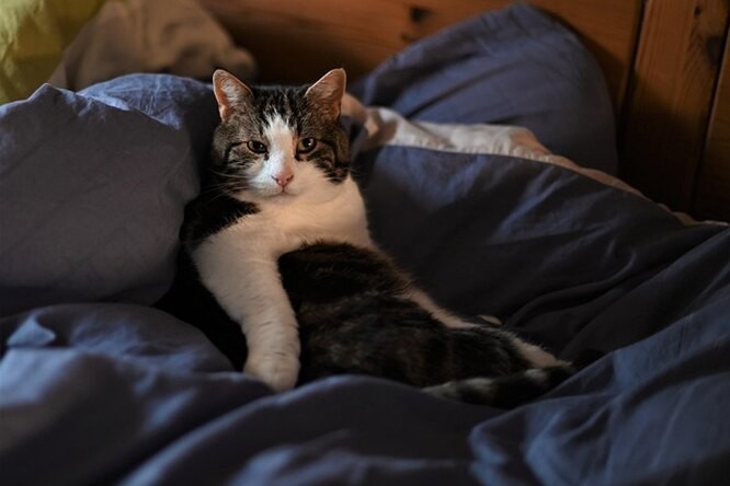 Create meme: cat , sprawled on the bed, cat 