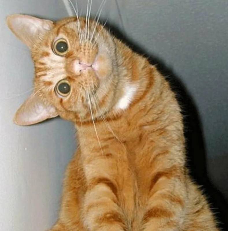 Create meme: cat , the ginger cat is funny, stupid ginger cat