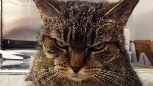 Create meme: animals cats, arrogant cat, unhappy cat