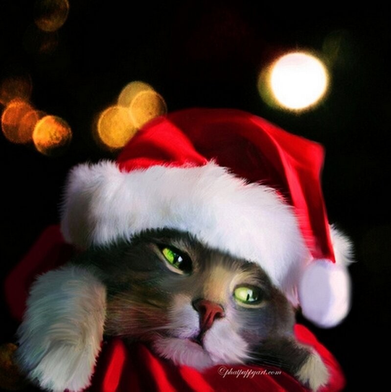 Создать мем: кот в новогодней шапке, кот в новогоднем колпаке, кот новогодний