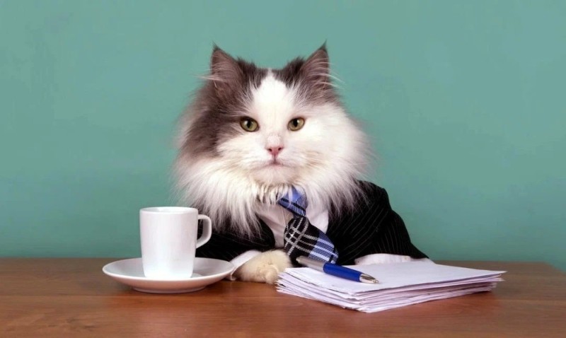 Создать мем: кошка, офисный кот, кот