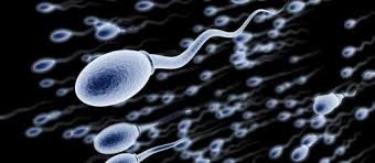 Create meme: sperm , the structure of the sperm, sperm cells through a microscope