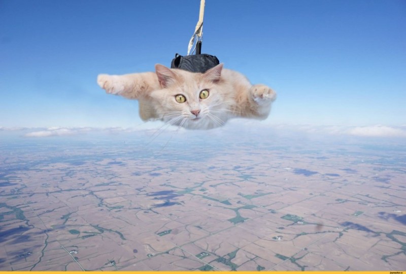 Create meme: flying cats, a cat with a parachute, cat in flight