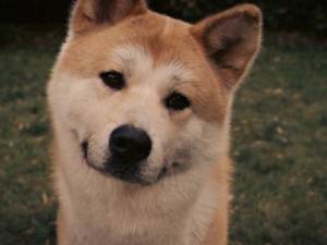 Create meme: dog Shiba inu