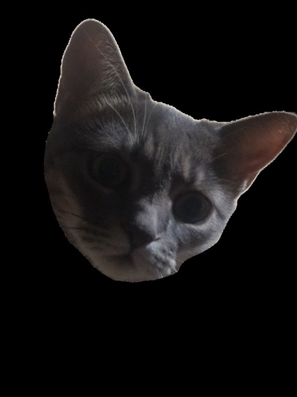 Create meme: the head of a cat, cat faces, cat 