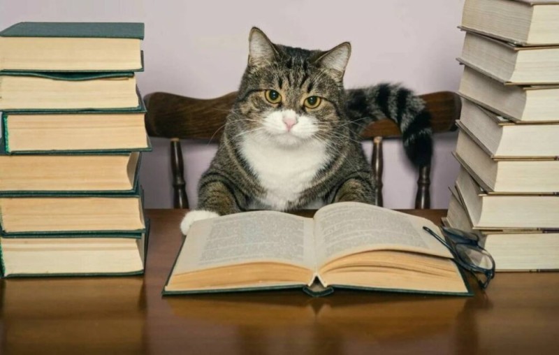 Create meme: the cat is sitting on the books, the cat is sitting with a book, smart cat