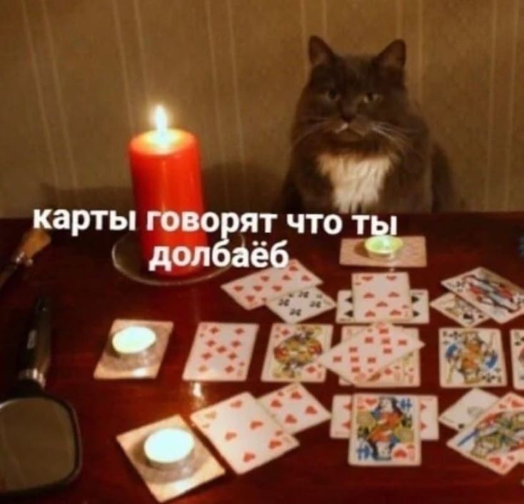 Создать мем: котик гадалка, кот гадалка мем, гадание карты