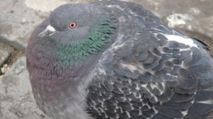 Create meme: dove male give, thick pigeon, dove