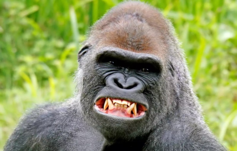 Create meme: bald gorilla, gorilla , angry gorilla