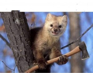 Create meme: marten