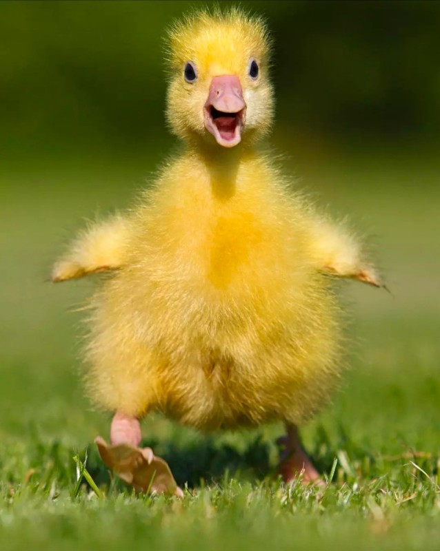 Create meme: little ducklings, Funny duckling, duck 