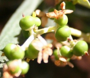 Создать мем: цветение, оливковое дерево, portulacaria pygmaea