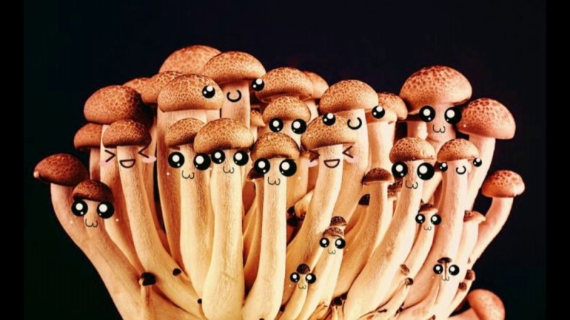 Create meme: mushrooms , shimeji mushrooms, mushrooms of honeydew