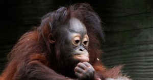 Create meme: monkey orangutan, funny monkey, the baby orangutan
