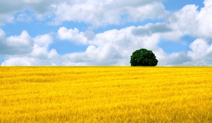 Создать мем: поле пшеницы фон, поле пшеницы и голубое небо, пшеничное поле