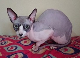 Create meme: the Sphynx breed, Sphynx cat, Sphinx