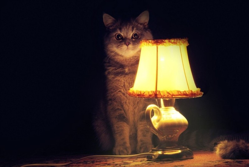 Create meme: The cat with the lamp meme, tube cat, a cat with a lamp