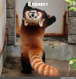 Create meme: red Panda and raccoon, red Panda paw, red Panda