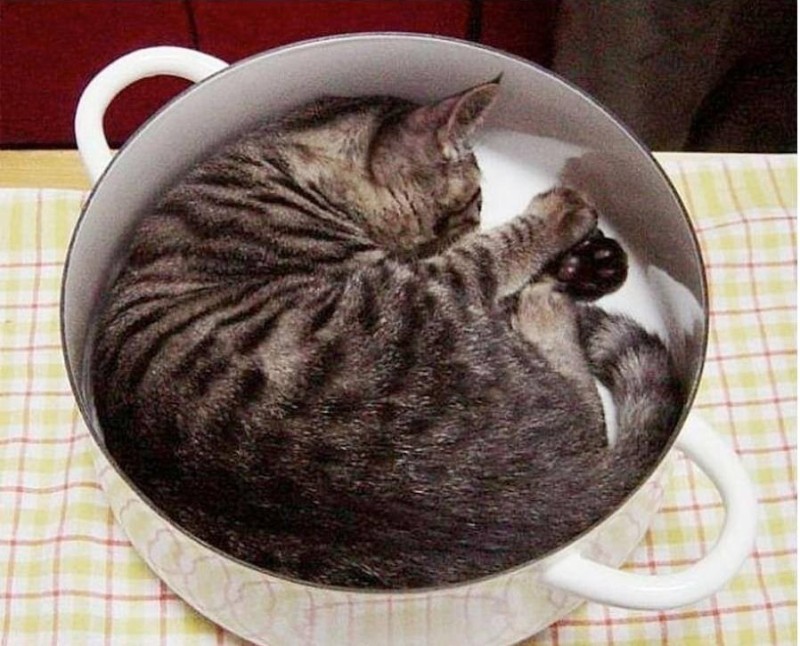 Create meme: the cat in the pan, cat bowl, soup with a cat