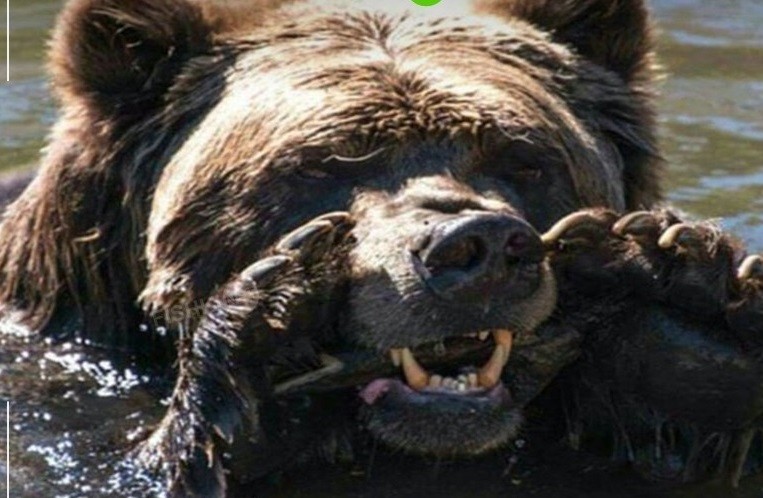 Create meme: brown bear , grizzly bear angry, grizzly bear 