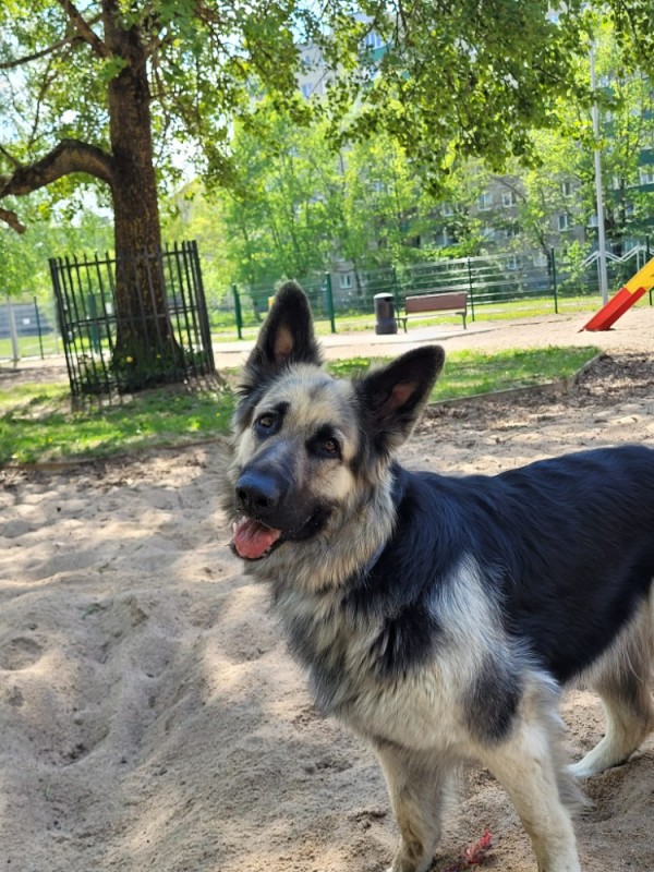 Create meme: Alsatian, eastern European shepherd, European shepherd