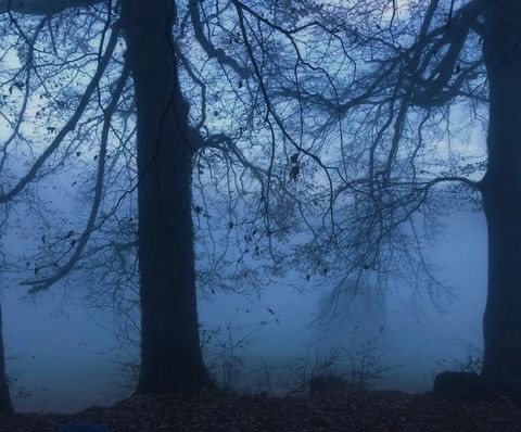 Create meme: dark forest, night forest in fog, mystical forest