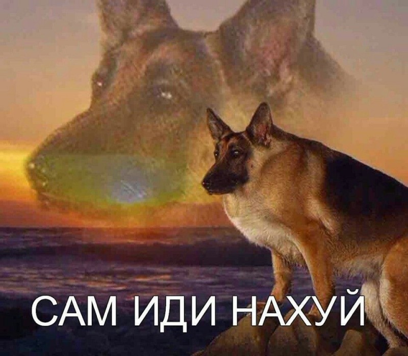 Create meme: max dog meme, Max go, shepherd max MEM