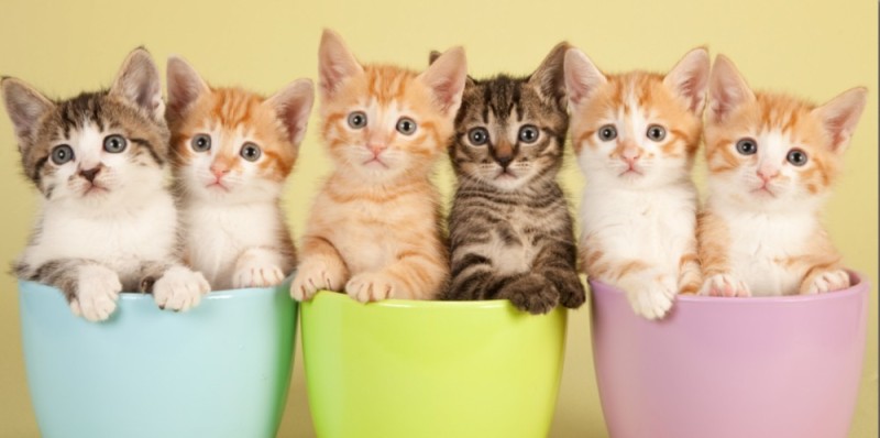 Create meme: multicolored cats, cute kittens , kitties 