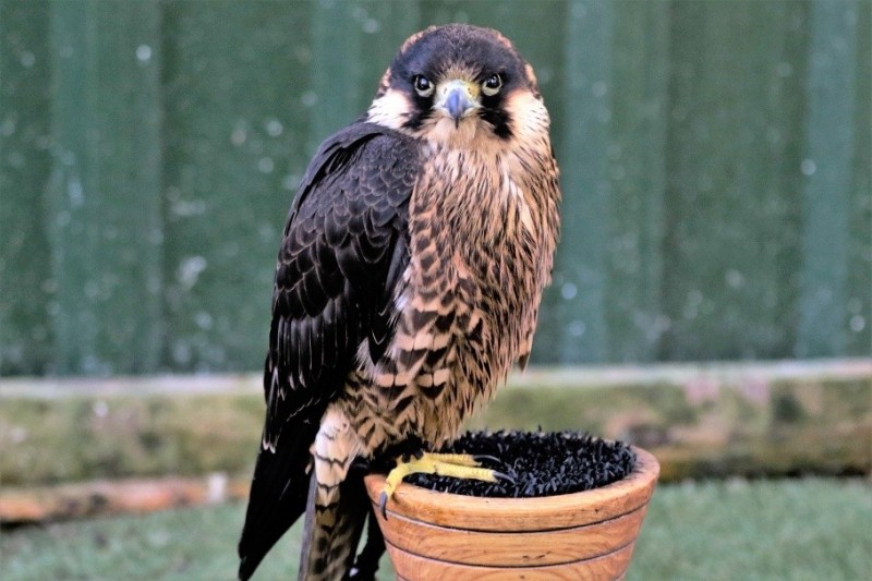 Create meme: peregrine falcon, Peregrine bird, falcon bird