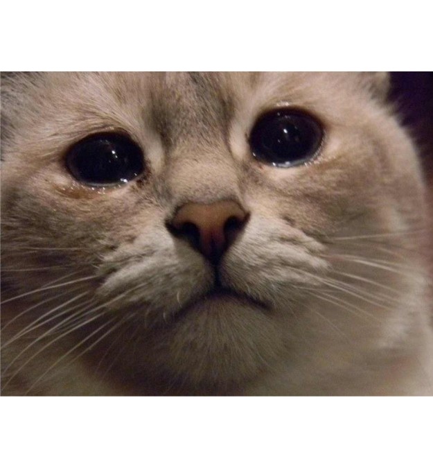 Создать мем: грустный котик мем, плачущие коты, заплаканный кот