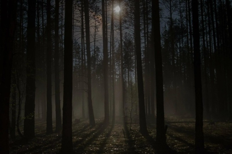 Create meme: beautiful dark forest, forest , night forest