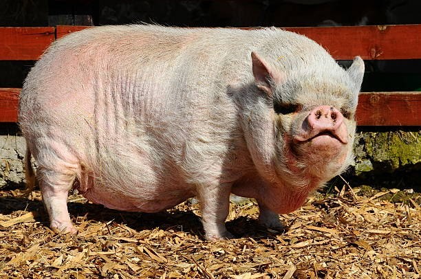 Create meme: breed of duroc pigs, pig breeds, pig breed Landrace