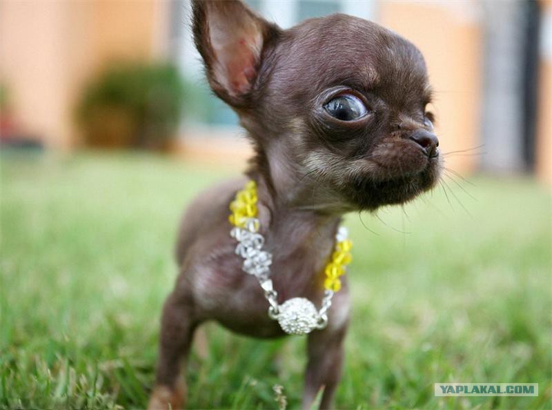 Create meme: Chihuahua Milly, little chihuahua, breed Chihuahua