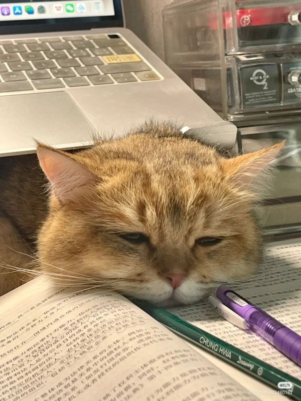 Create meme: The cat is learning, tired cat , cat 