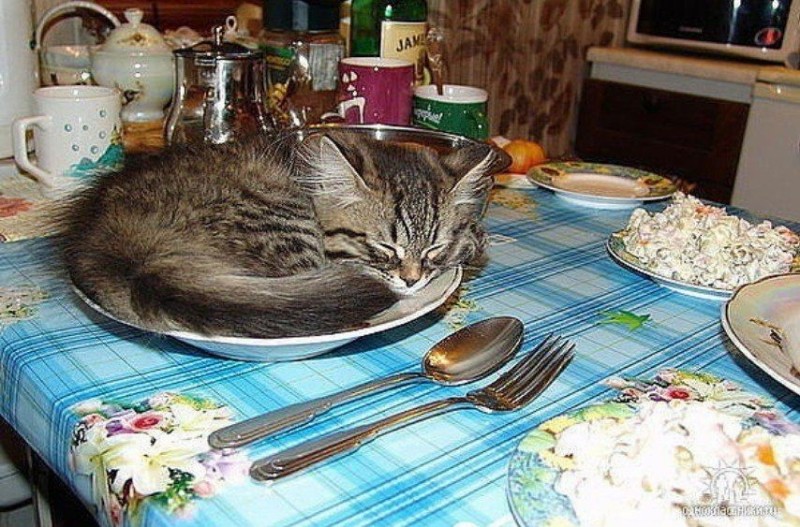 Create meme: the cat at the table, The cat is having lunch at the table, cat at the table 