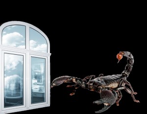 Создать мем: императорский скорпион, евроокно дверь, витраж окна