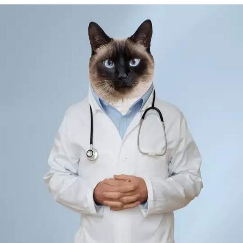 Create meme: doctor cat, cat medic, Dr. cat